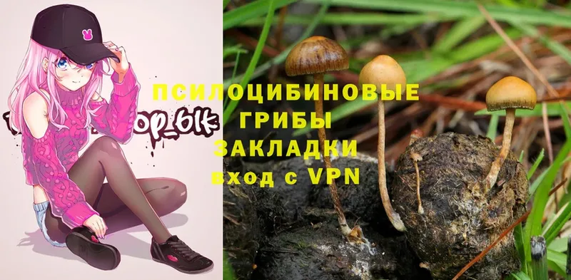 Псилоцибиновые грибы MAGIC MUSHROOMS  где купить   Карабаново 